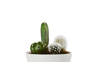 白色花盆仙人掌金属架子