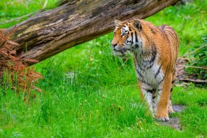 老虎 捕食者 大猫 草 野生动物 4k壁纸 3840x2160