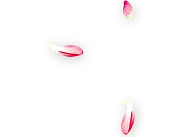 红色桃花瓣