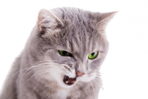 怒吼的猫咪
