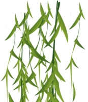 卡通手绘绿色杨柳