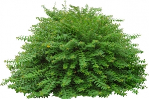 景观植物美蕊花灌木球