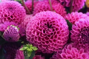 球花5k壁纸