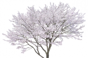 冬日中落满雪花的树木