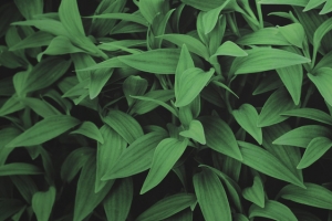 植物背景图