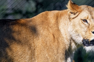 母狮 捕食者 一瞥 嘴 大猫 4k壁纸 3840x2160