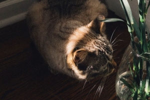 猫 花 花瓶 动物 宠物 4k壁纸 3840x2160