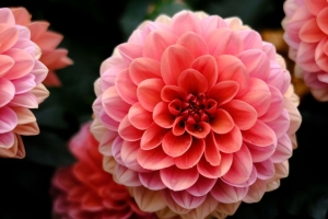 大丽花 花 宏观 花瓣 粉红色 4k壁纸 3840x2160