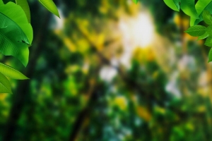 奇幻森林探险设计PSD分层