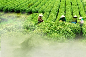 采茶背景装饰