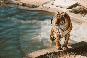 老虎 水池 大猫 捕食者 4k壁纸 3840x2160