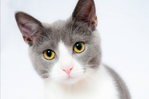 猫 宠物 动物 家养 可爱的猫5K图片