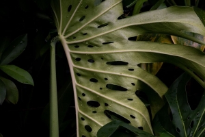  monstera 叶子 植物 绿色 湿 4k壁纸 3840x2160