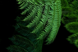 蕨类植物 树叶 绿色 热带 异国情调的 4k壁纸 3840x2160