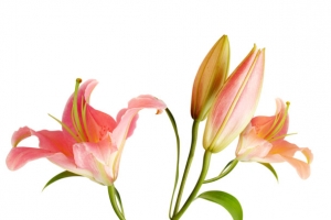 粉色百合花摄影特写