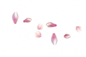 花瓣
