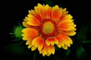 花瓣4k壁纸