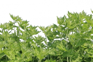 植物艾草叶艾叶