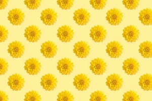 菊花 花 图案 纹理 黄色 4k壁纸 3840x2160