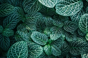 fittonia 植物 叶脉 叶子 宏观 4k壁纸 3840x2160