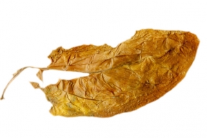 黄色烂掉的干烟叶实物