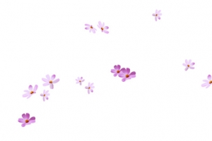 紫红色花朵小雏菊花