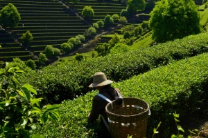 绿色茶树才茶农高清图