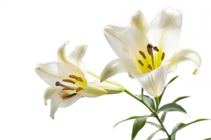 夏日清新百合花