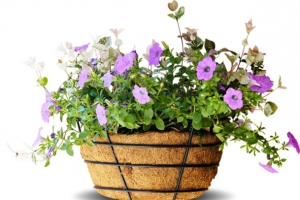 鲜花