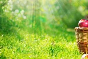 阳光草地一篮红苹果