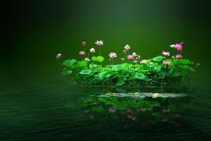 荷花4k壁纸3840x2160