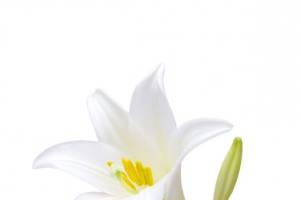 白色百合花卉盛开