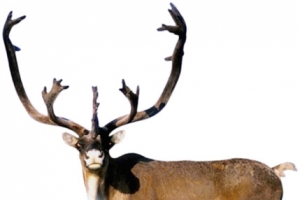 棕色长脚鹿动物鹿角