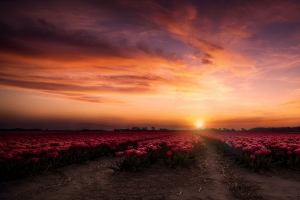 黎明的天空 鲜花 花场 摄影图片