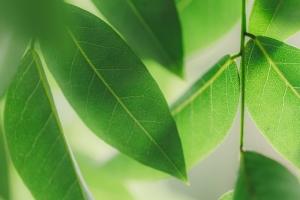 绿叶护眼3440x1440带鱼屏壁纸
