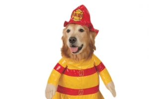 可爱穿衣服的狗狗