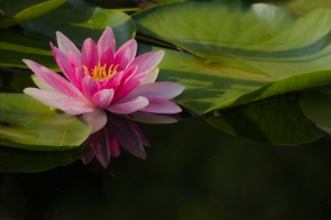 莲花花瓣 叶子 莲花图片