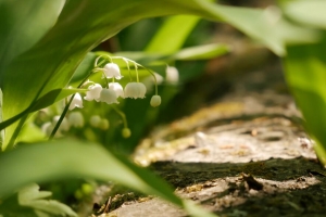铃兰 花 叶 春天 4k壁纸 3840x2160