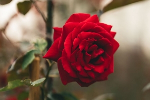 玫瑰 花 红色 茎 叶 4k壁纸 3840x2160