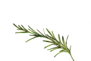 手绘清新绿色植物迷迭香插画免抠