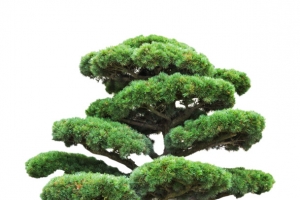 高清迎客松
