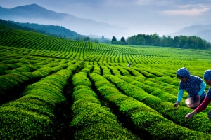 茶园背景图