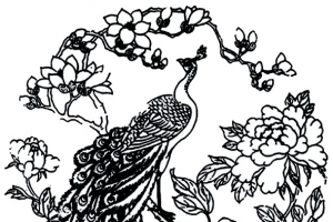 孔雀花朵