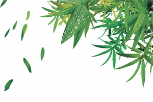 露珠绿叶竹子竹叶漂浮小清新端午节
