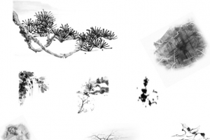 国画松树植物素材