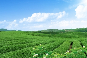 绿色茶园图片