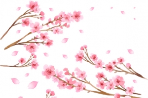 唯美粉色樱花素材