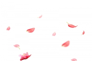 花瓣
