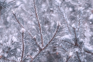 松树 树枝 雪 冬季 4k壁纸 3840x2160