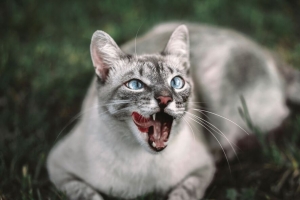 猫 突出的舌头 枪口 4k壁纸 3840x2160